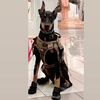 doberman.panther_