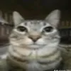 gato_2o63