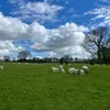 fearne_21