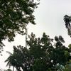 dwiprasetiowati1