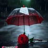 user4431516319292