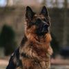 shepherdofautism