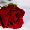 alialikk83