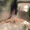 Bé thú mới nhú