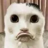 khnhltvf2