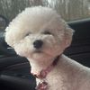 glitterbichon