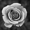 WhiteRose_Q2