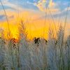 rokeya______1