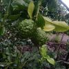 jeruk.purut5254