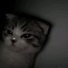 t_ten3