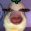 ena_418
