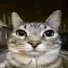 fifi18091