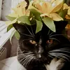 dacat_zerowait