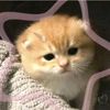 jasmine.mumtaz5