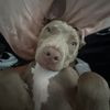 apbt.athena2