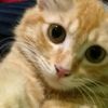 kiramoka_mycat