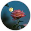 ahmadzi946