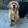 ruethegolden