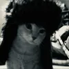 cats_katseyeee