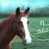 mule5680