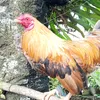 jethrama