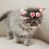 amalia.petrache8