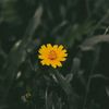 queenheart002