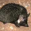 finy_hedgehogpeopl