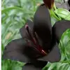 siyah.zambakk
