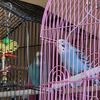 nana_birdy25