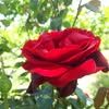 seyam.shams