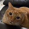 catsrdicks2