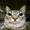don_chuletas2