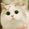 pinklavendereu
