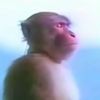 chimpmonkey365