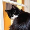 funnykitten03