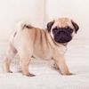 puggocuba