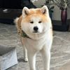 Funny dogs -000