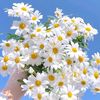 daisyy.luvv