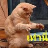 kitikornseyangnok