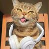 Pet Time-Z11