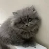 ali6526536750020