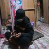 tampurung_2kantal