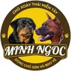 traichoxoaythaimientay1