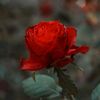 faridah.hawanis