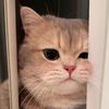 soapylettuce8