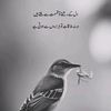 umerbaig7005