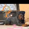 ramy.roshde