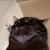 neeuzi