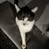 designated_account2